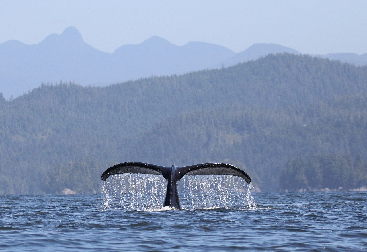 Understanding the Role of Whale Activity in Market Trends